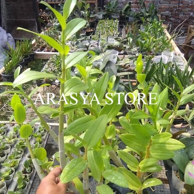 (DEWASA) Anggrek Dendrobium Discolor X Strepsiceros Dewasa