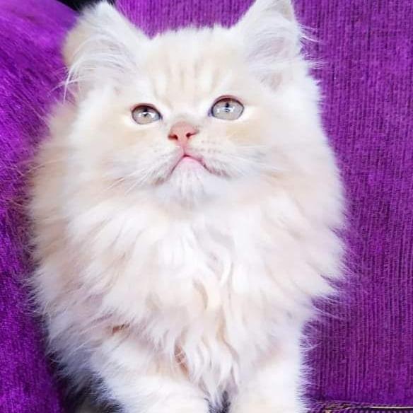 kucing persia jantan 3 bulan gemoy