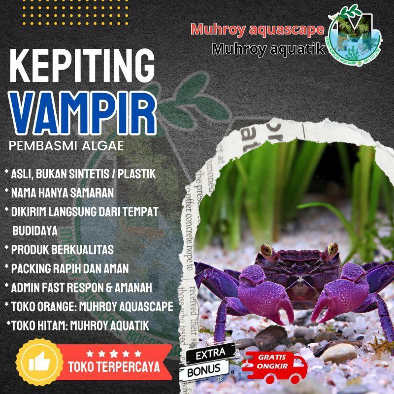 Vampire Crab - Hiasan Aquarium