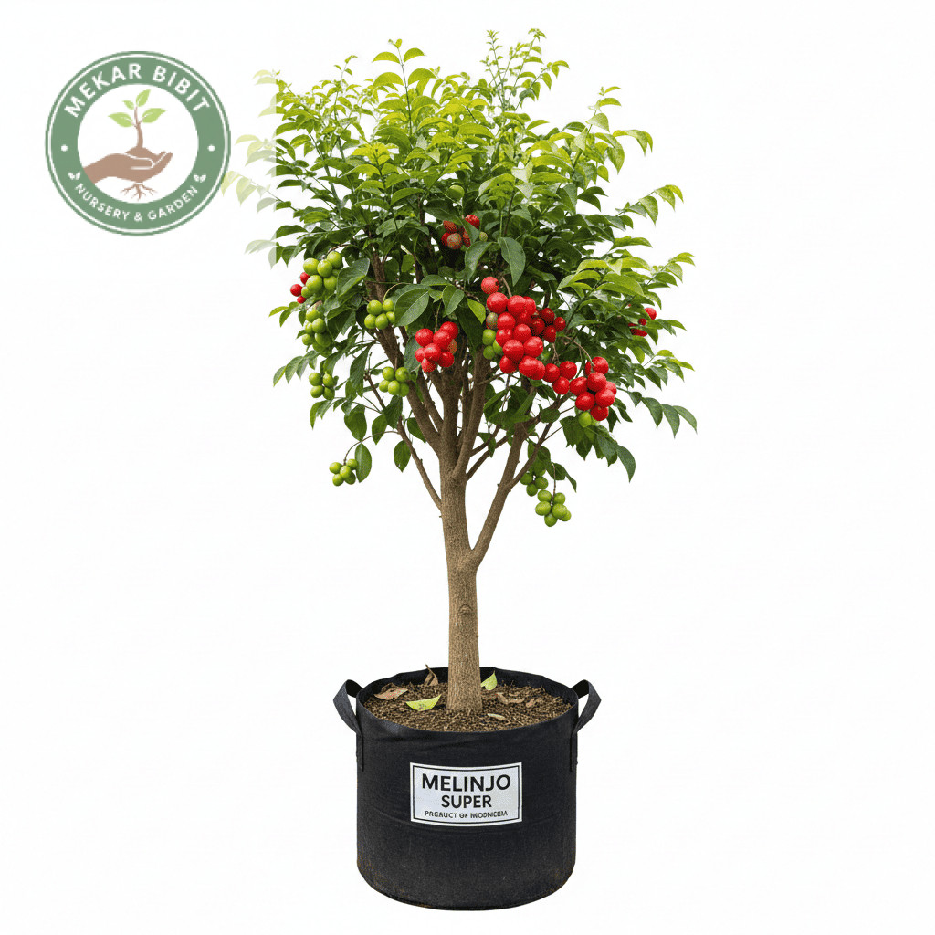 Bibit Melinjo Unggul | Bibit Tanaman Melinjo | Bibit Tangkil Jumbo