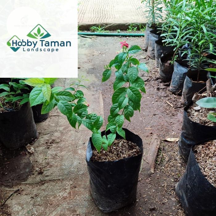 Tanaman Hias Melati Belanda - Melati Belanda Wangi Bunga