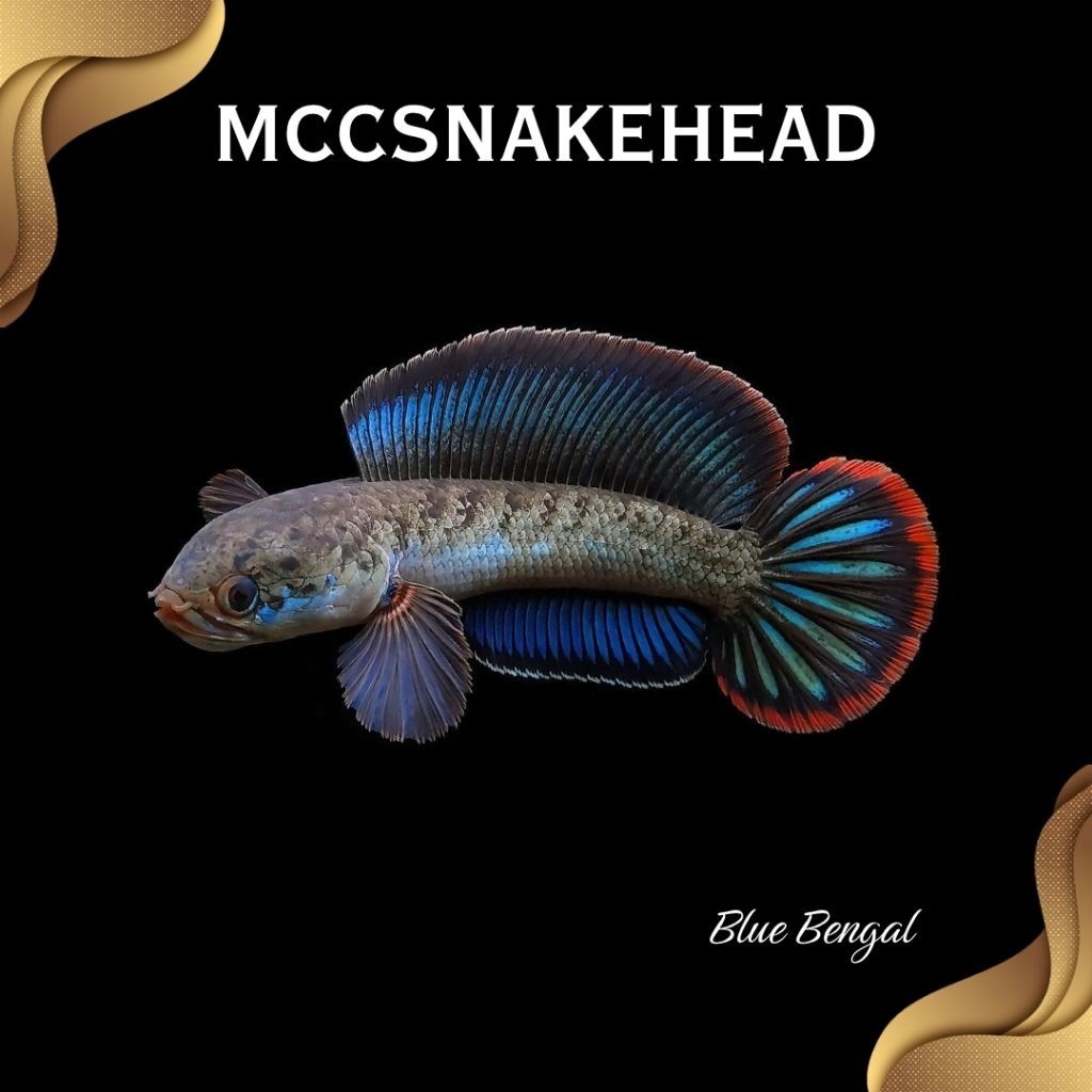 Channa Blue Bengal Gondrong High Fin Gachua CB REALL IMPORT 100%  | SINGLE TANK - BEST SORTIRAN | Sn