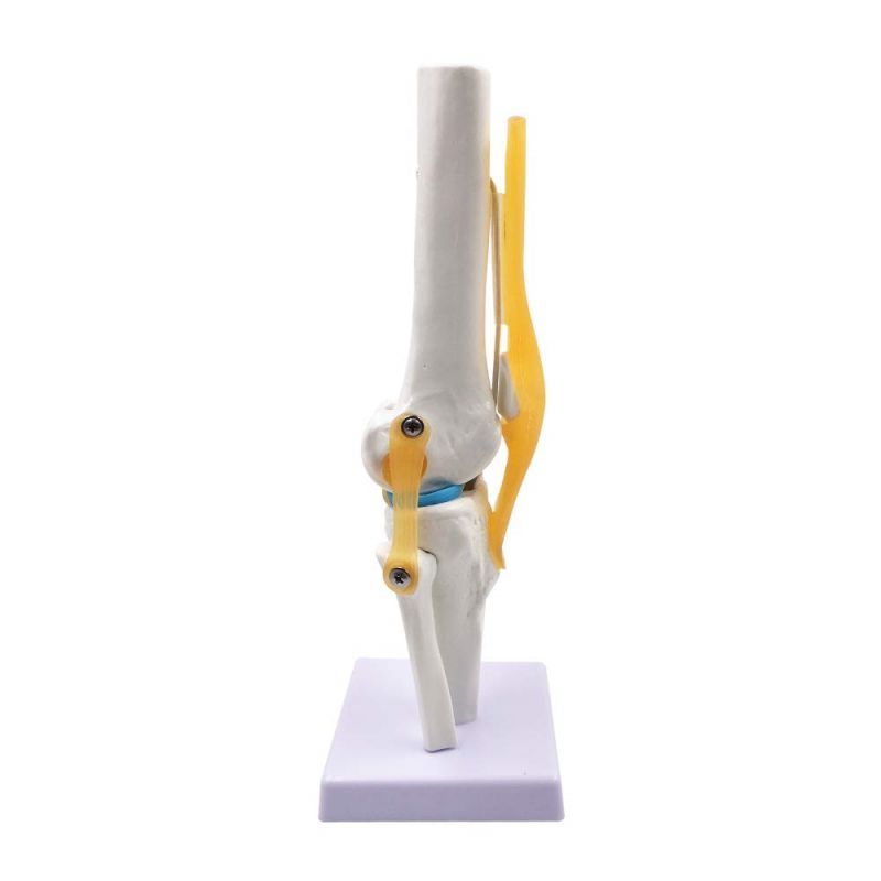 Knee Joint Model Dapat Digerakkan Model Anatomi Sendi Lutut Replika Sendi Lutut Manusia