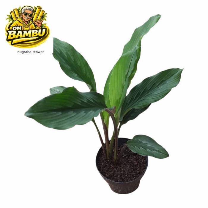 BIBIT TEMU KUNCI DAN KUNCI PEPET - KUNCI PEPET