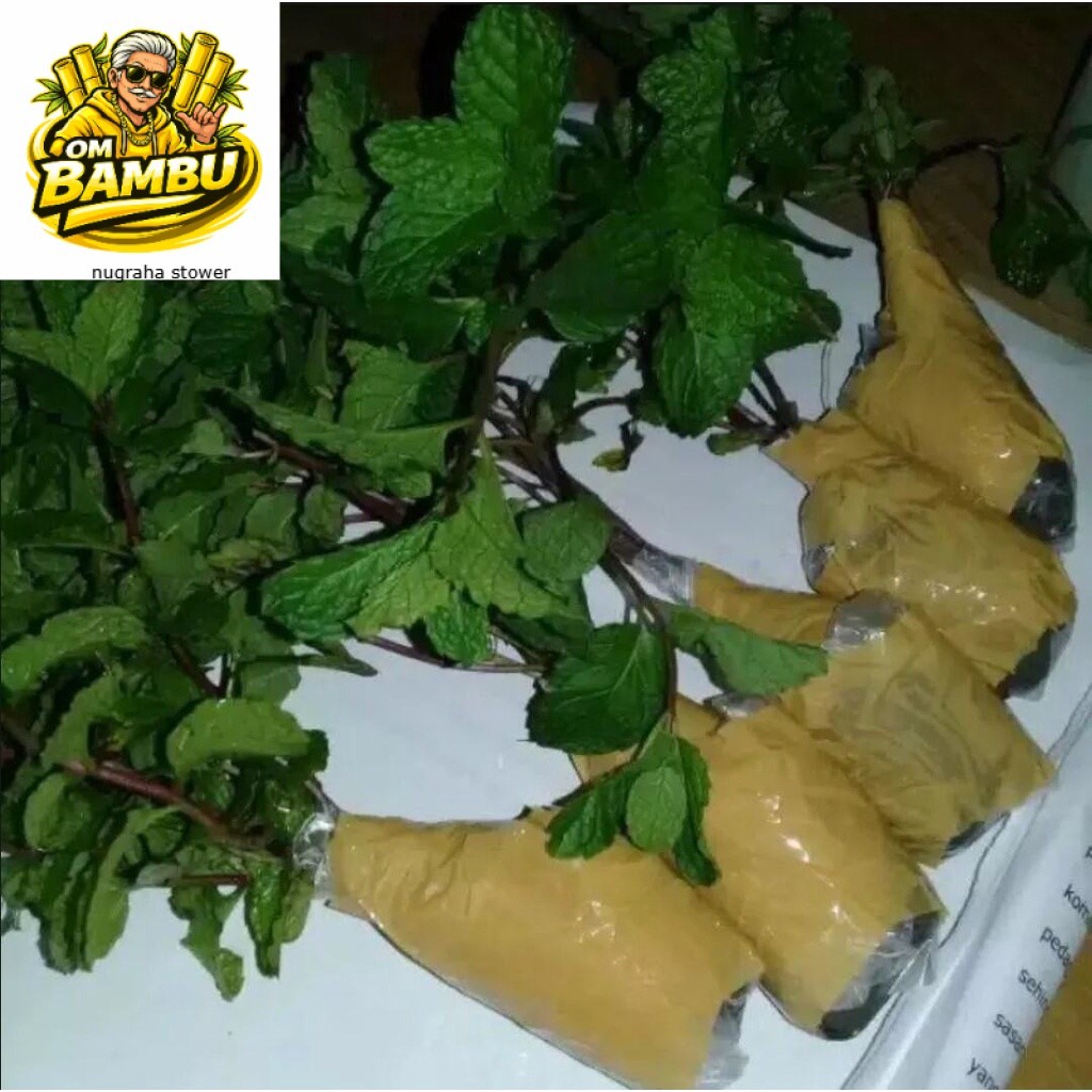 BIBIT tanaman mint siap tanam bibit daun mint paper mint