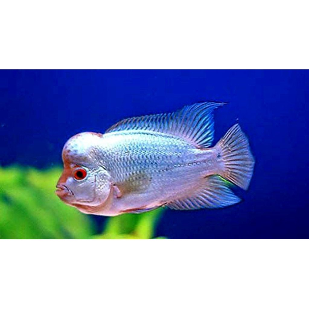 Burayak Ikan Louhan Thaisilk Indukan Kamfa bagus sz 4-5 cm