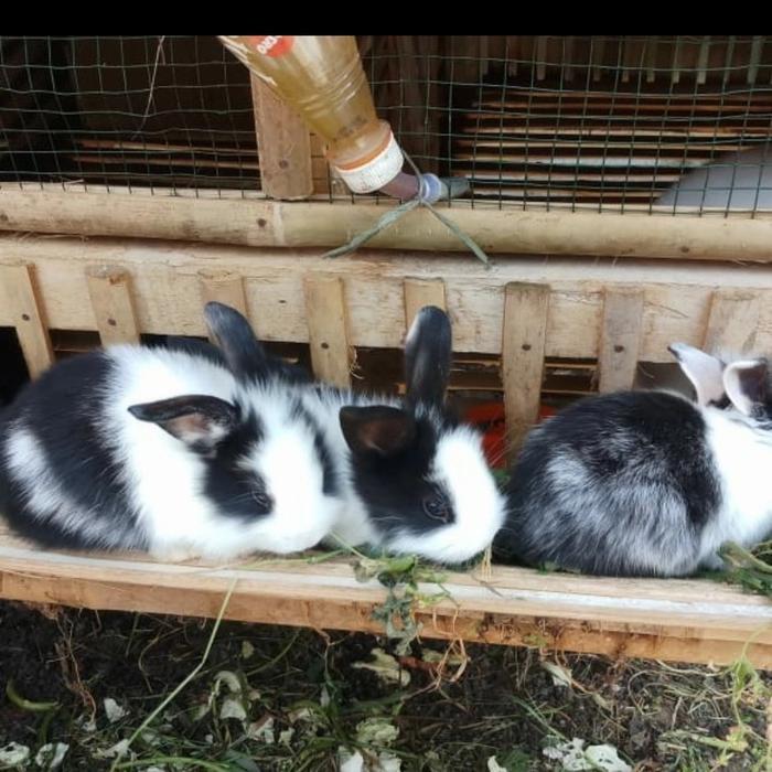 anakan kelinci anggora lokal