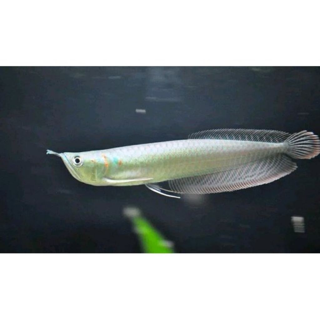 Ikan Hias Arwana Silver Brazil Size 11-14cm, Fisik Sehat & Kondisi Fit siap cod