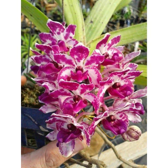 Anggrek Cymbidium retusa ( pink putih ) - Tanaman Hias Hidup - Bunga hidup - Bunga hias - Pink putih