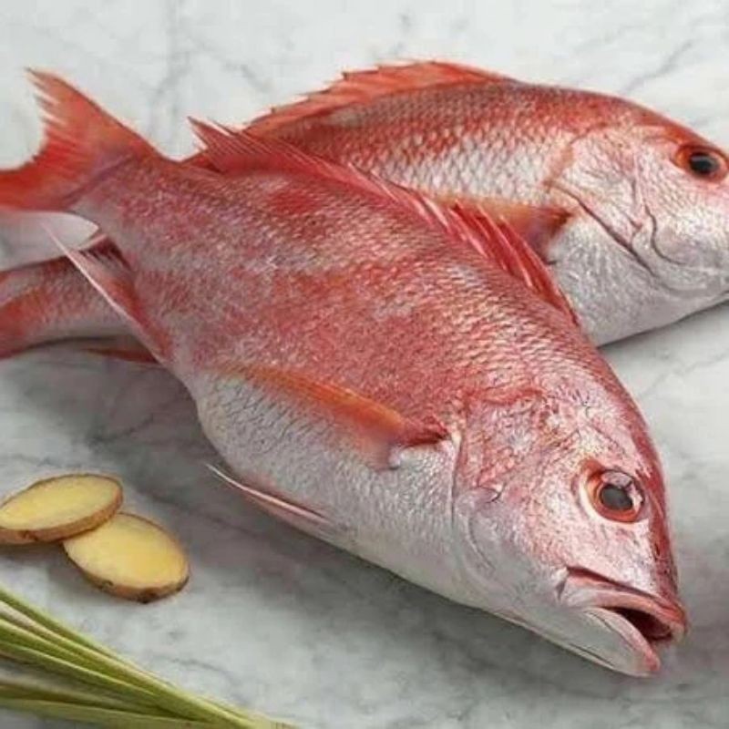 Ikan Kakap Merah Besar Segar Utuh