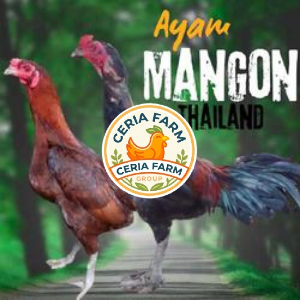 Telur Ayam Mangon Thailand Ori Bisa Untuk Ditetaskan CERIA FARM GROUP