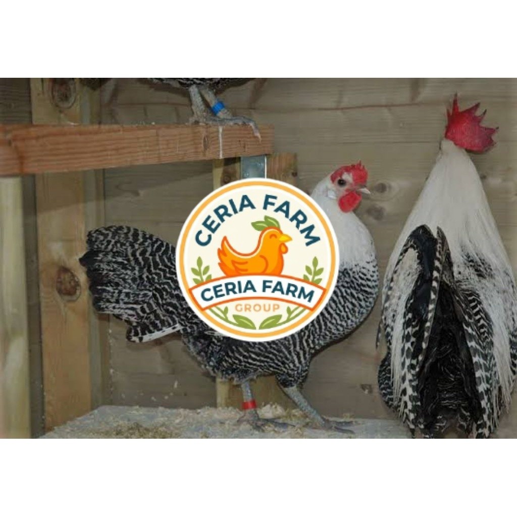 Telur Fertil Ayam Arab Trias Asli Siap Untuk Ditetaskan CERIA FARM GROUP