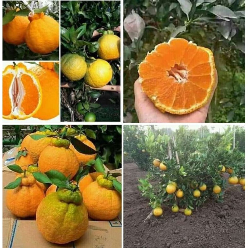 Bibit Buah jeruk dekopon sankis super Okulasi(cangkok)Siap Berbuah