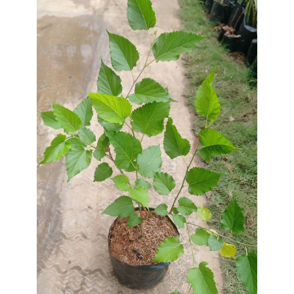 Buah Murbei Bibit Buah Murbei Cepat berbuah Murah