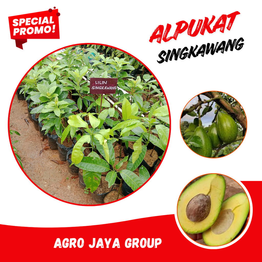 Bibit ALPUKAT LILIN SINGKAWANG,,asli hasil okulasi,cepat berbuah...