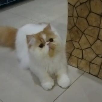 Kucing Persia Peaknose
