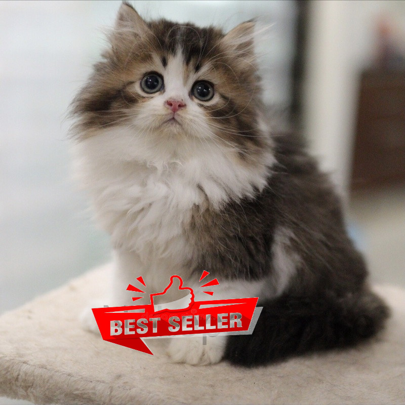 Kucing Kitten Persia mix British Longhair Golden 2.5 Bulan,
