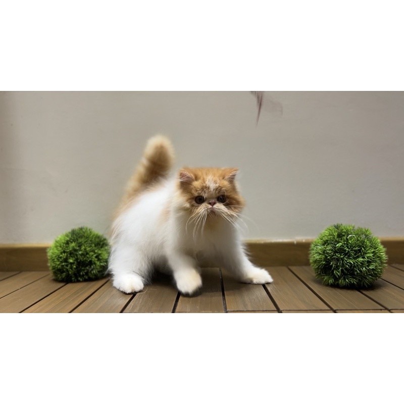 kucing peaknose jantan