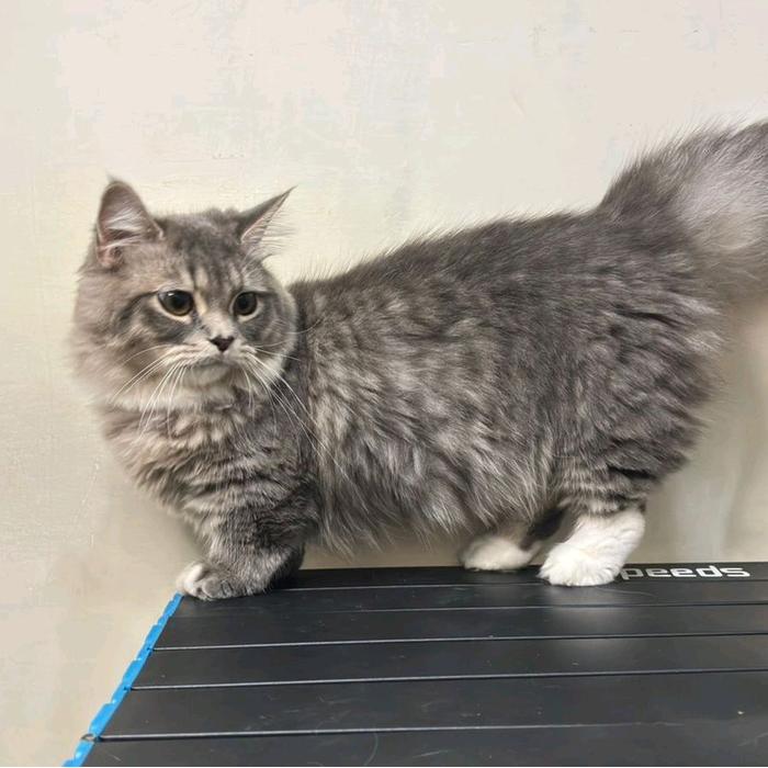 kucing munchkin betina longhair/kucing cebol/kucing kaki pendek british longhair