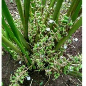 Bibit Kapulaga India Super Green Cardamom