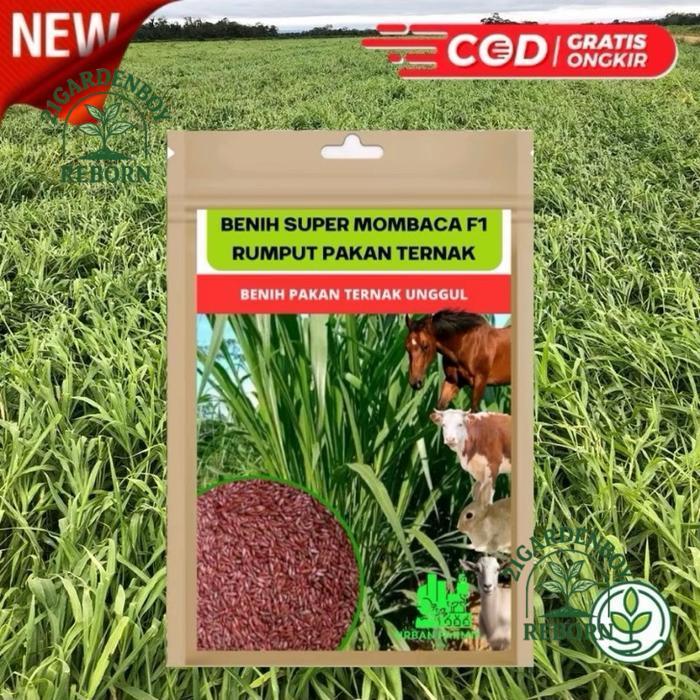 (BISA BAYAR DITEMPAT) Benih rumput Super mombaca F1 asli 1KG Rumput Hidup premium Benih rumput Momba