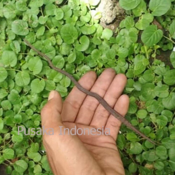 Pusaka Keris Cacing Kanil Antik Dijamin Paling Murah Seindonesia PI7666