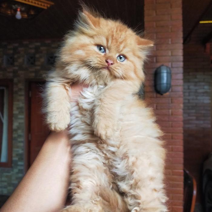 kucing Persia munckin flatnose bigbone
