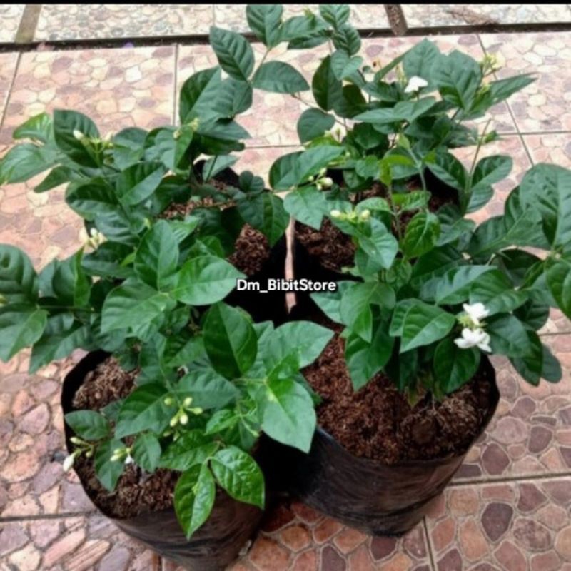 Bibit Bunga Melati Kampung Sudah Rimbun Dan Berbunga | Bibit Bunga Melati Jawa Asli jaya