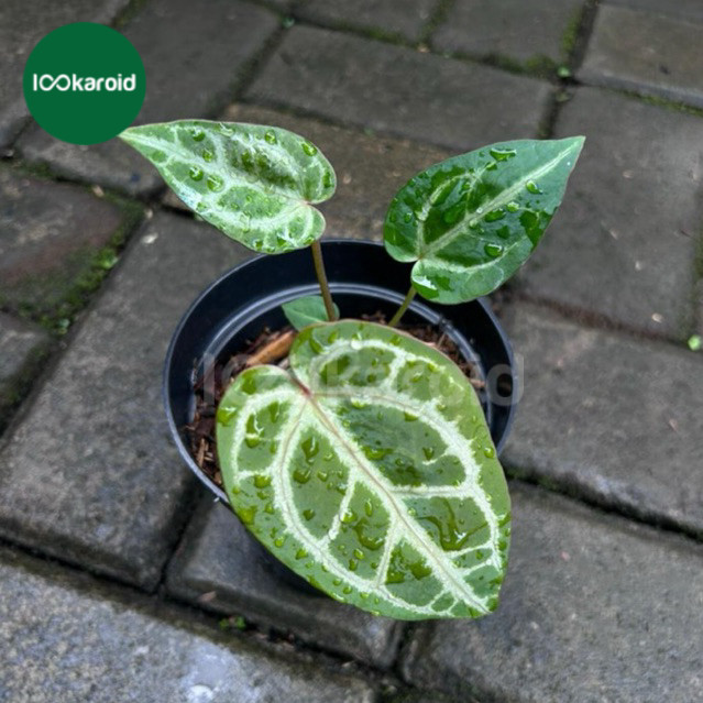 Tanaman Hias Anthurium Silver Blush x Zara Michelle | Anthurium Kuping Gajah Hybrid Silver Blush x Z