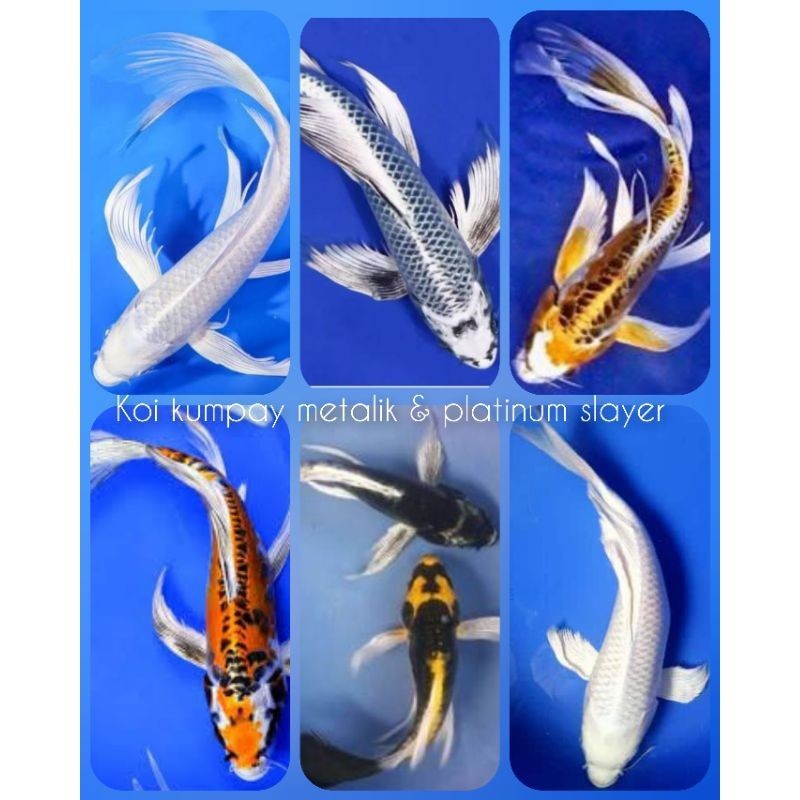 hias koi, kumpay metalik & platinum slayer ogon kabuto kohaku sanke GROSIR A1