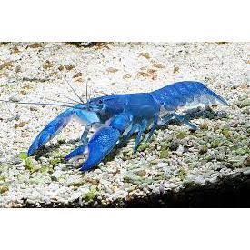 prodak mainan ( O ) LOBSTER BIRU MERAH PUTIH LOBSTER HIAS AIR TAWAR - ETALASE