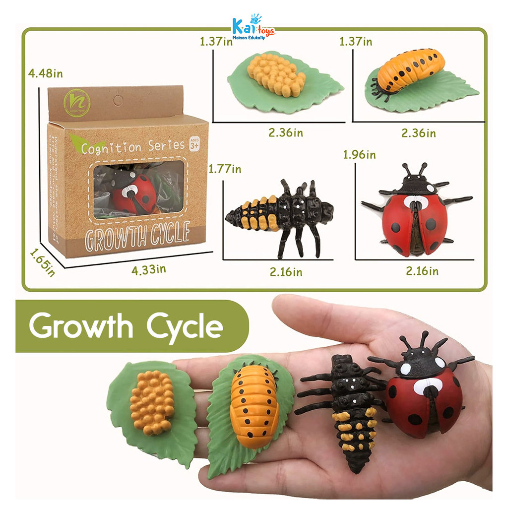 Life Cycle Figure Set / Siklus Hidup Hewan Kupu-kupu Nyamuk Kepik Katak Mainan Edukasi Siklus Kehidu