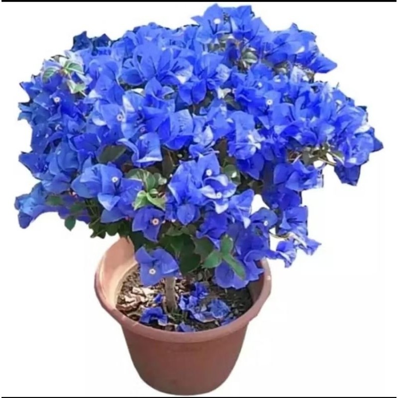 Promo Termurah Tanaman Hias Bougenville Bunga Biru Tanaman Hias Bougenville Bunga Biru