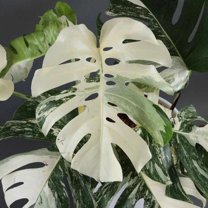 bonggol monstera king varigata albino original