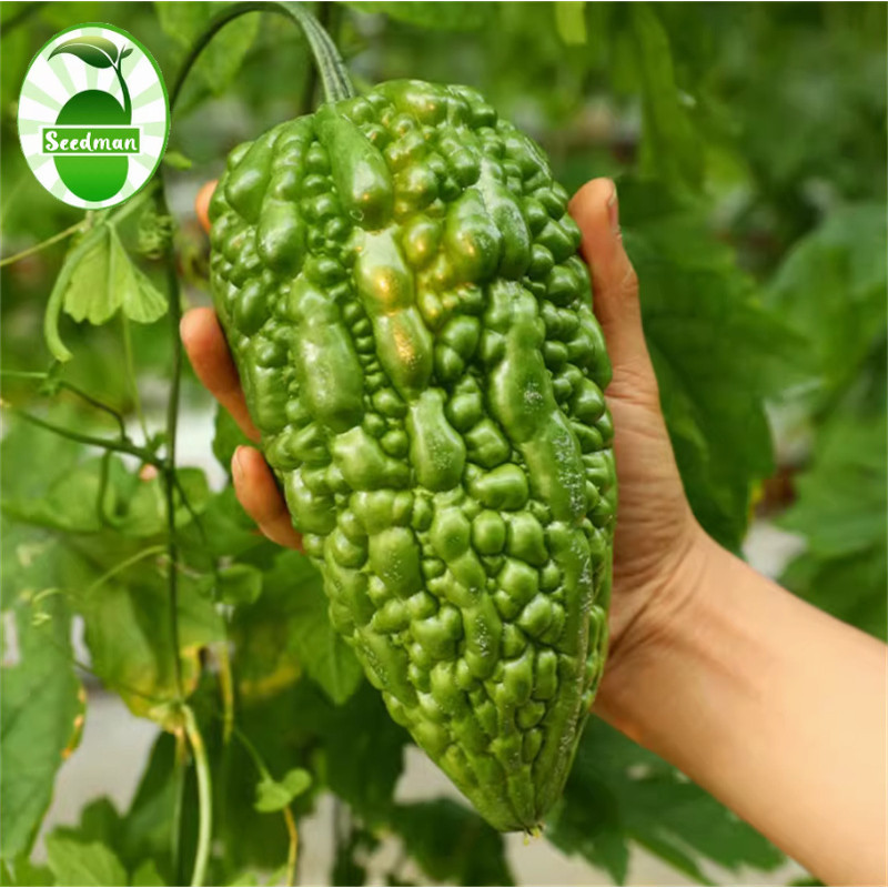 20Benih Peria Epal Hijau Round Green Bitter Gourd Seeds for Sale Green Bitter Gourd Seeds for Planti