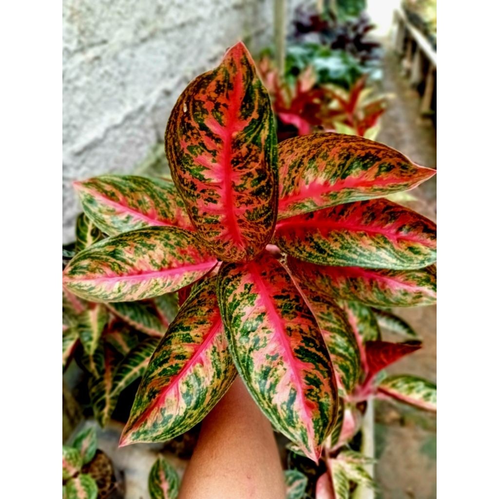 Aglounema Widuri Tulang Merah | Aglo | Tanaman Hias