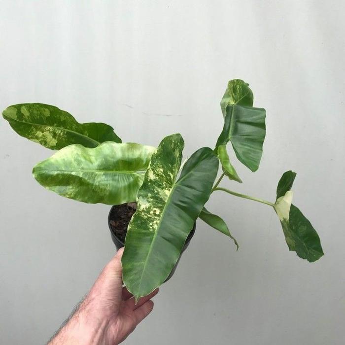 Philodendron Burlemarx Variegata 'Brekele Variegata' / Tanaman Hias