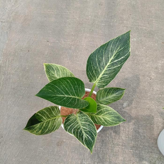 Tanaman Hias Philodendron Birkin - Philo Birkin - Tanaman Indoor