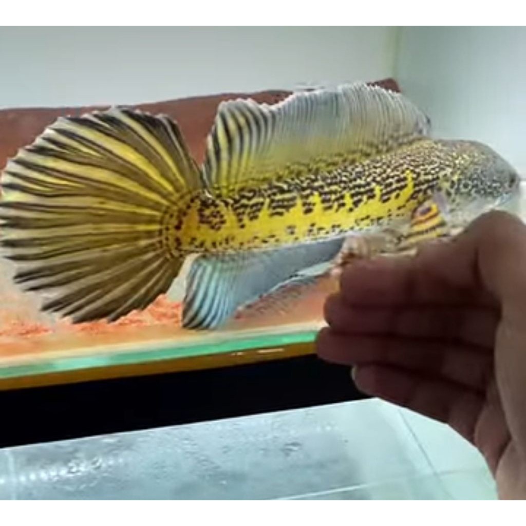 pakan mainan Ikan Channa Auranti 10cm Siap Kirim