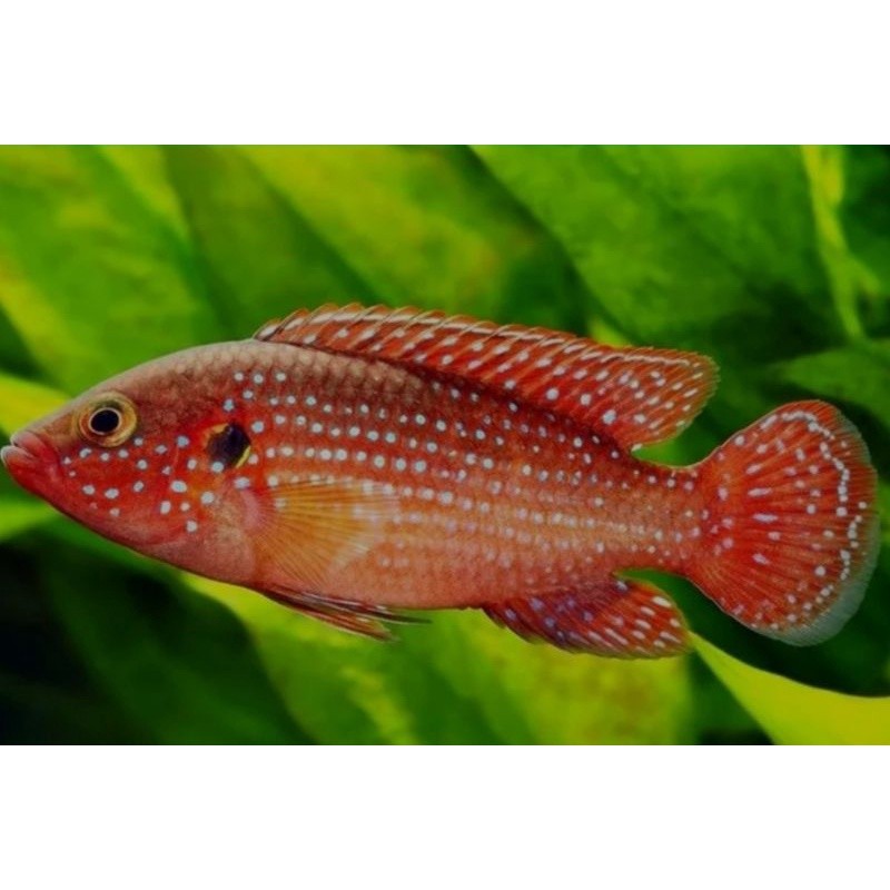 Hiasan aquarium IKAN HIAS Cichlid RED JEWEL