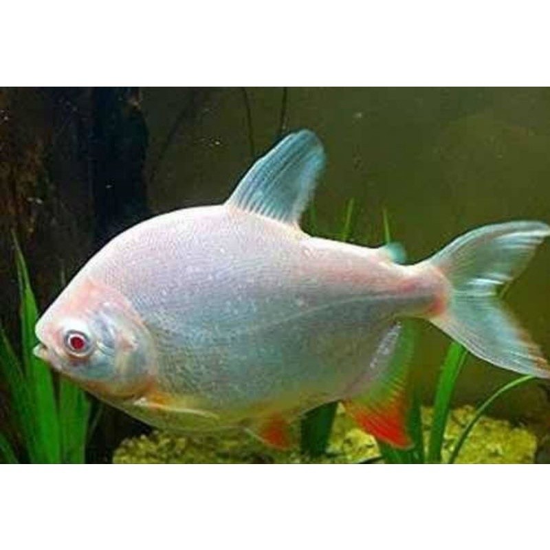 hiyasan aquarium pacu albino size 7-8cm tankmate bisa besar bre