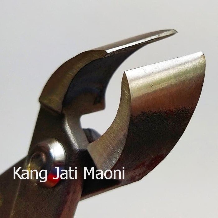 Catut Catok Bonsai Import Miring BaJa Awet Murah Asli Paling Mewah TR655