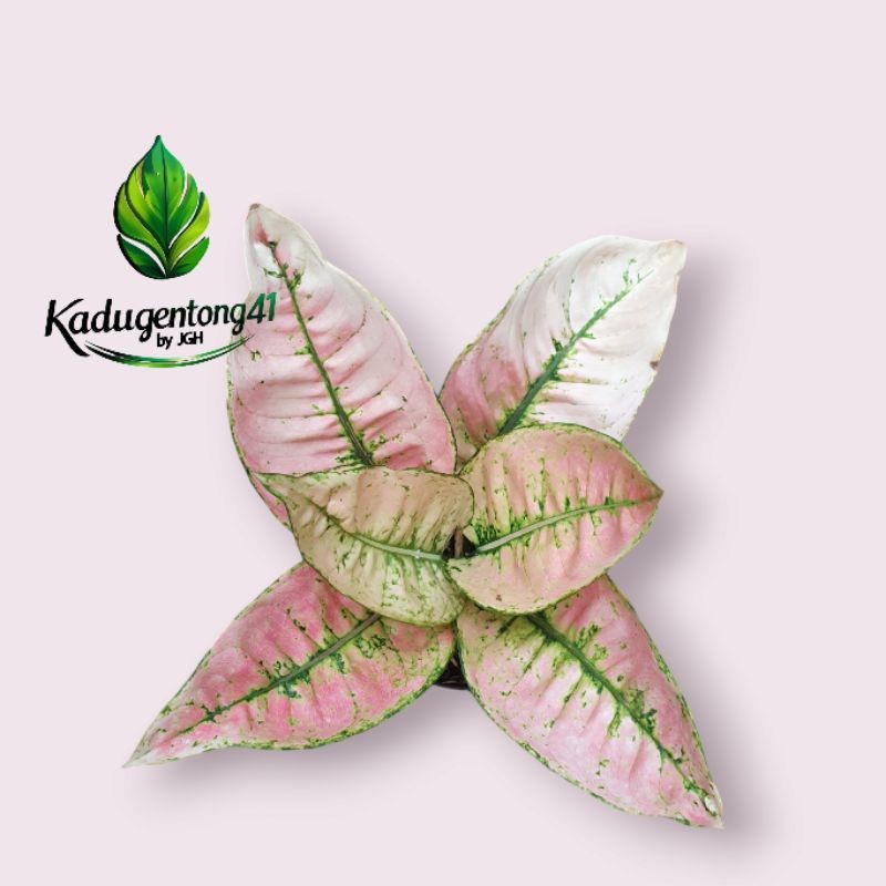 TERBARU Tanaman Hias aglonema Ruby Fanta LETSGO GARDEN