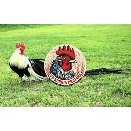 Telur ayam hias onagadori ekor panjang siap ditetaskan UD KURNIA PRATAMA