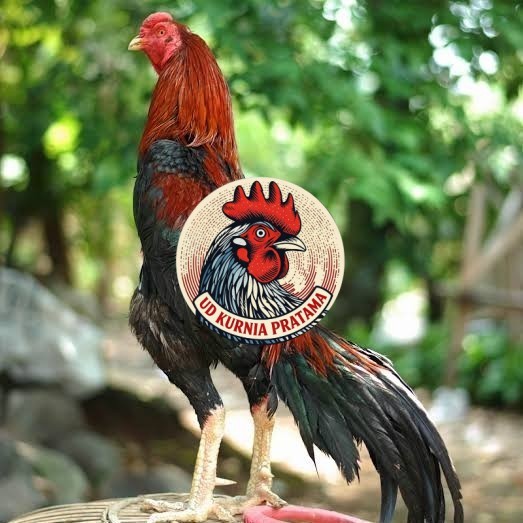 Telur ayam bangkok pakhoy petarung aduan fertil siap ditetaskan UD KURNIA PRATAMA