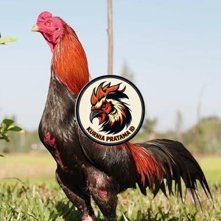 Telur ayam bangkok super petarung aduan fertil siap ditetaskan KURNIA PRATAMA ID