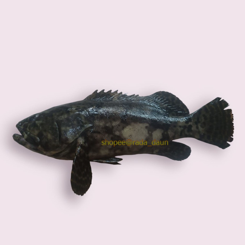 Ikan Kerapu Cantang Segar Tangkapan Laut 500gr
