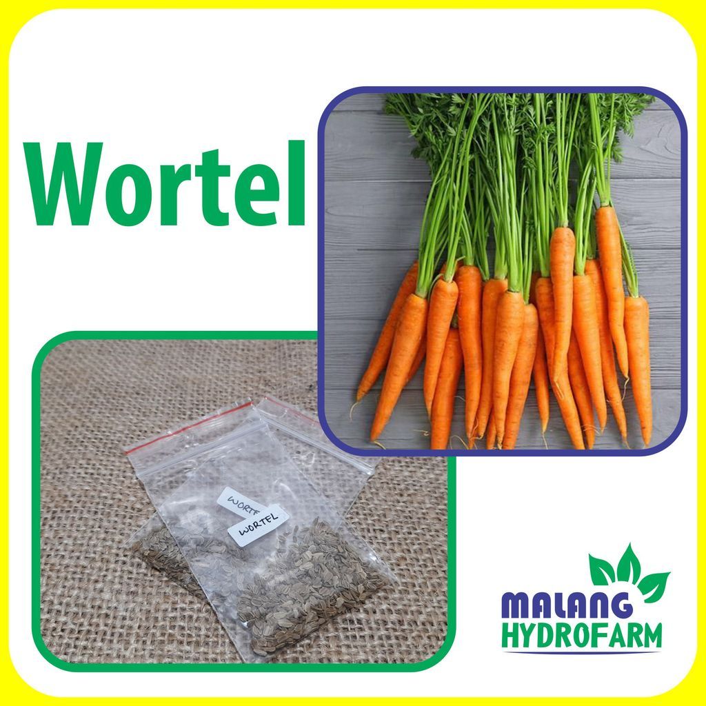 Stok siap-50Benih Wortel Unggulan berkualitas biji bibit hydroponik hidroponik sayuran tanaman sayur
