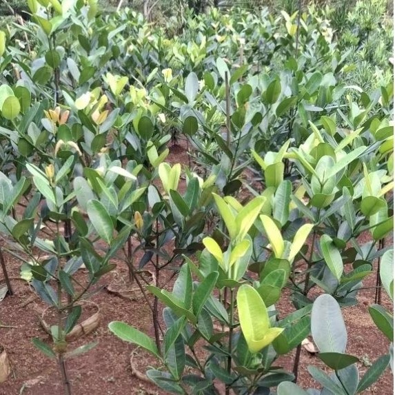 pohon Fukogi Garnesia- Tanaman Garcinia Subelliptica - Pohon Kebahagiaan