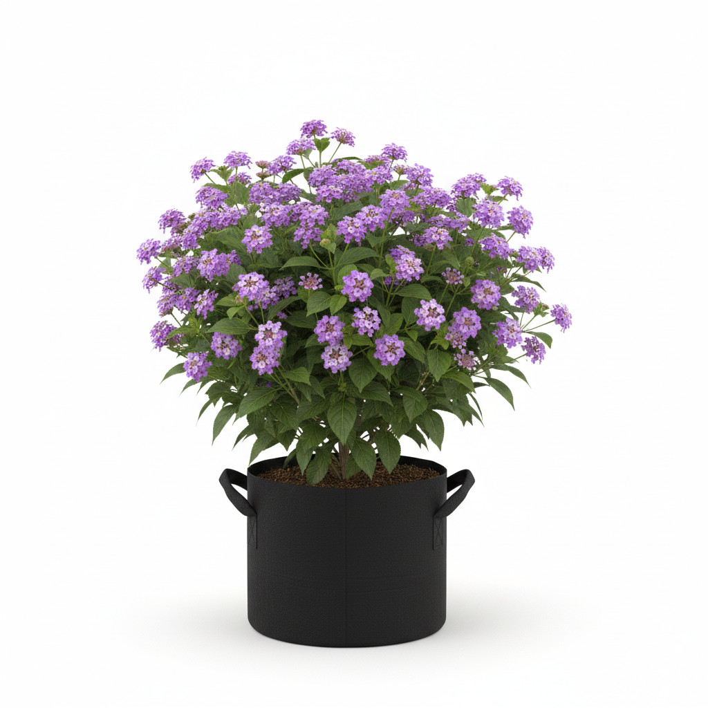 Lantana Ungu Trailing (Lantana montevidensis) – Tanaman Gantung Tahan Panas -Bunga Tembelekan Ungu -